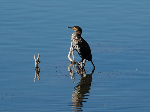 Merimetso, Great Cormorant, Phalacrocorax carbo